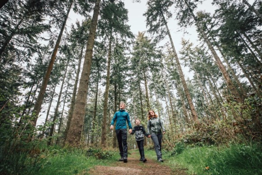 Long-term plans for Clocaenog Forest put out to consultation
