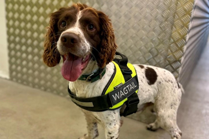 Billy the dog sniffs out a quarter of a million illegal cigarettes