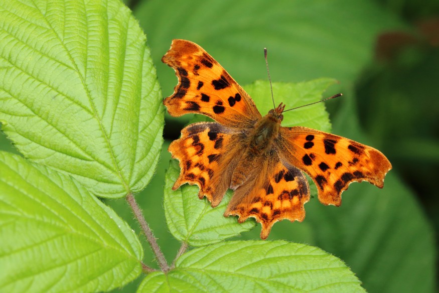 Butterfly count reveals lowest ever numbers in Wales and UK