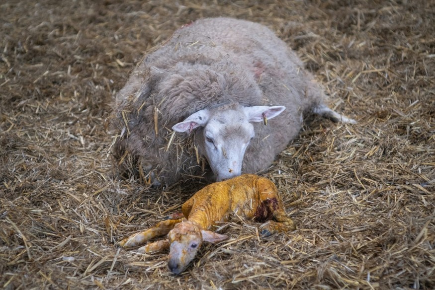 Pregnant women urged to take care during lambing season