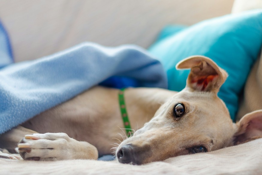 Wales moves to ban greyhound racing