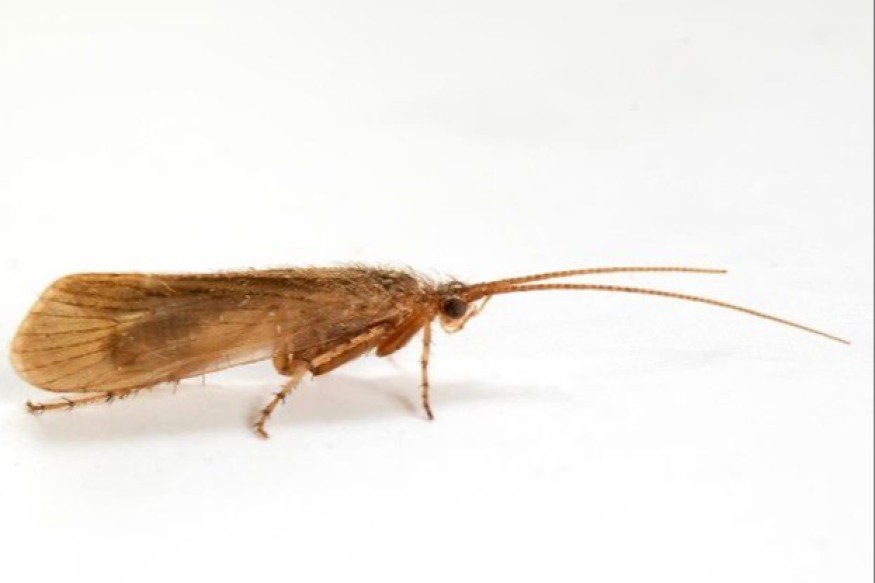 Extinct fly species found on Anglesey at Cors Goch